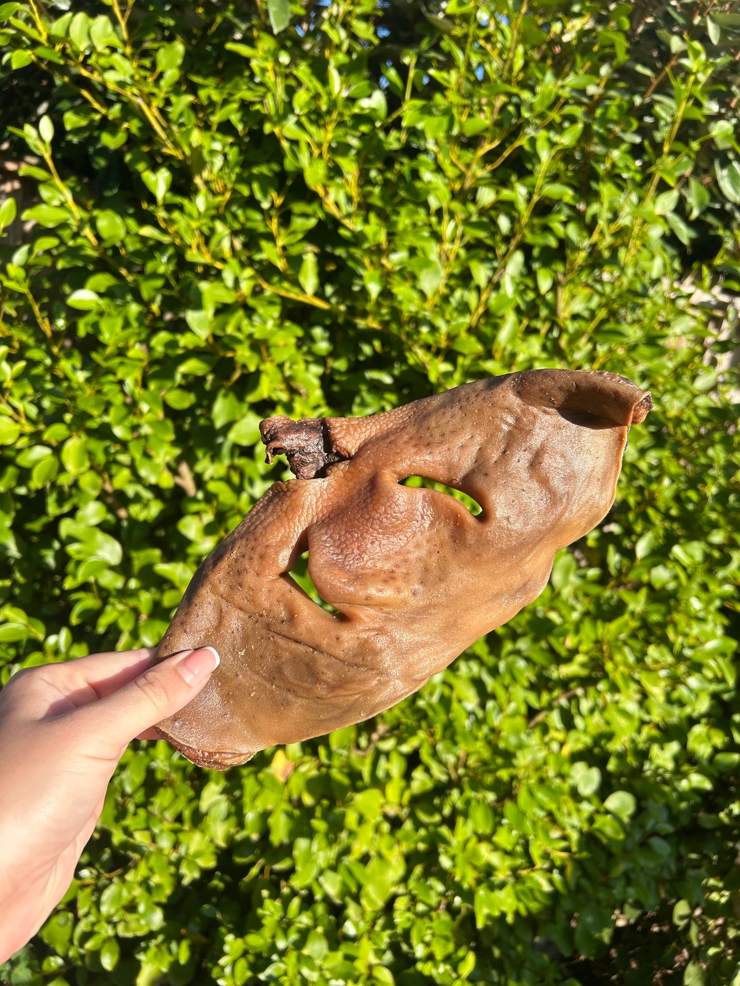 Cow Snout - Large