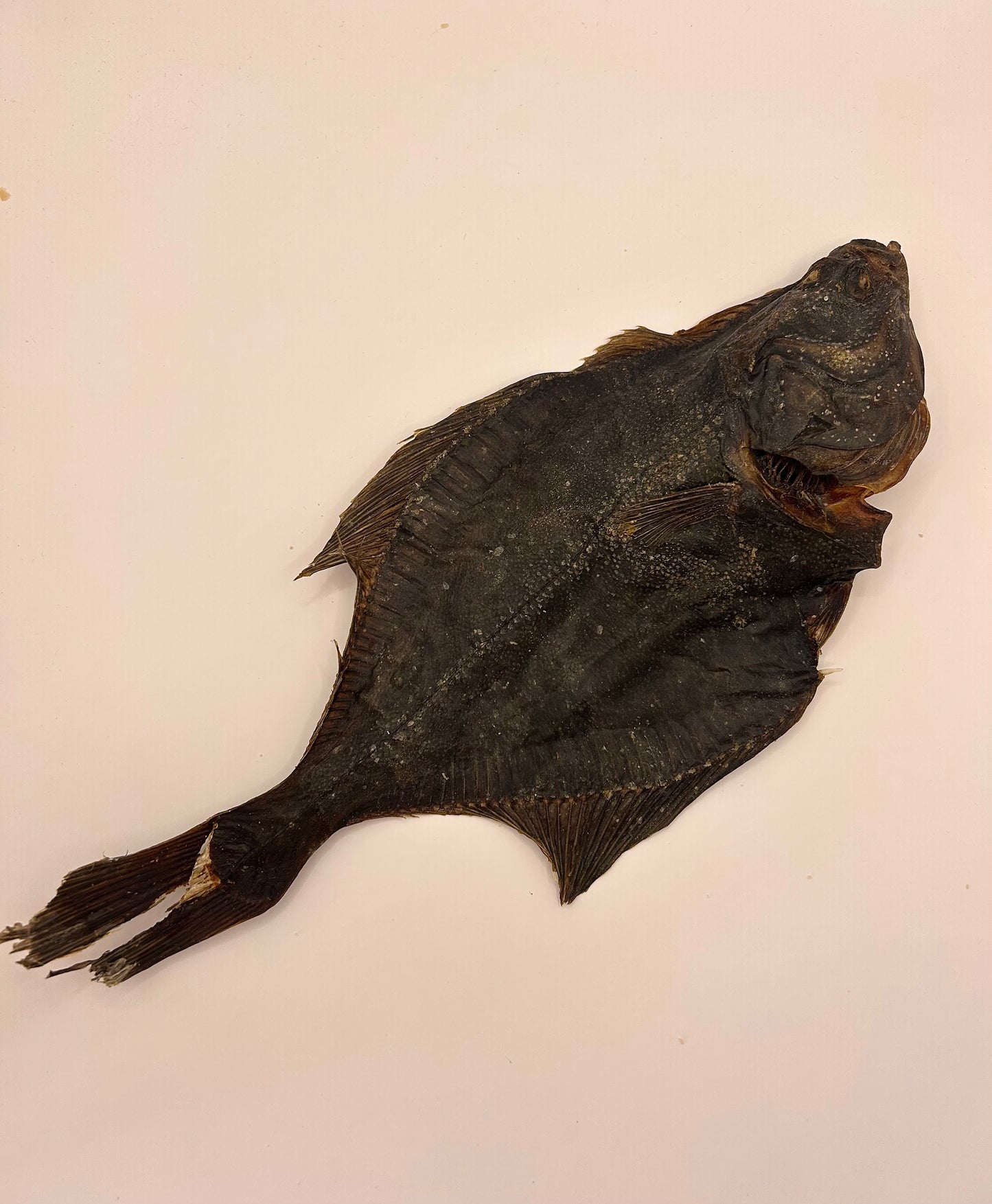Flounder Fish