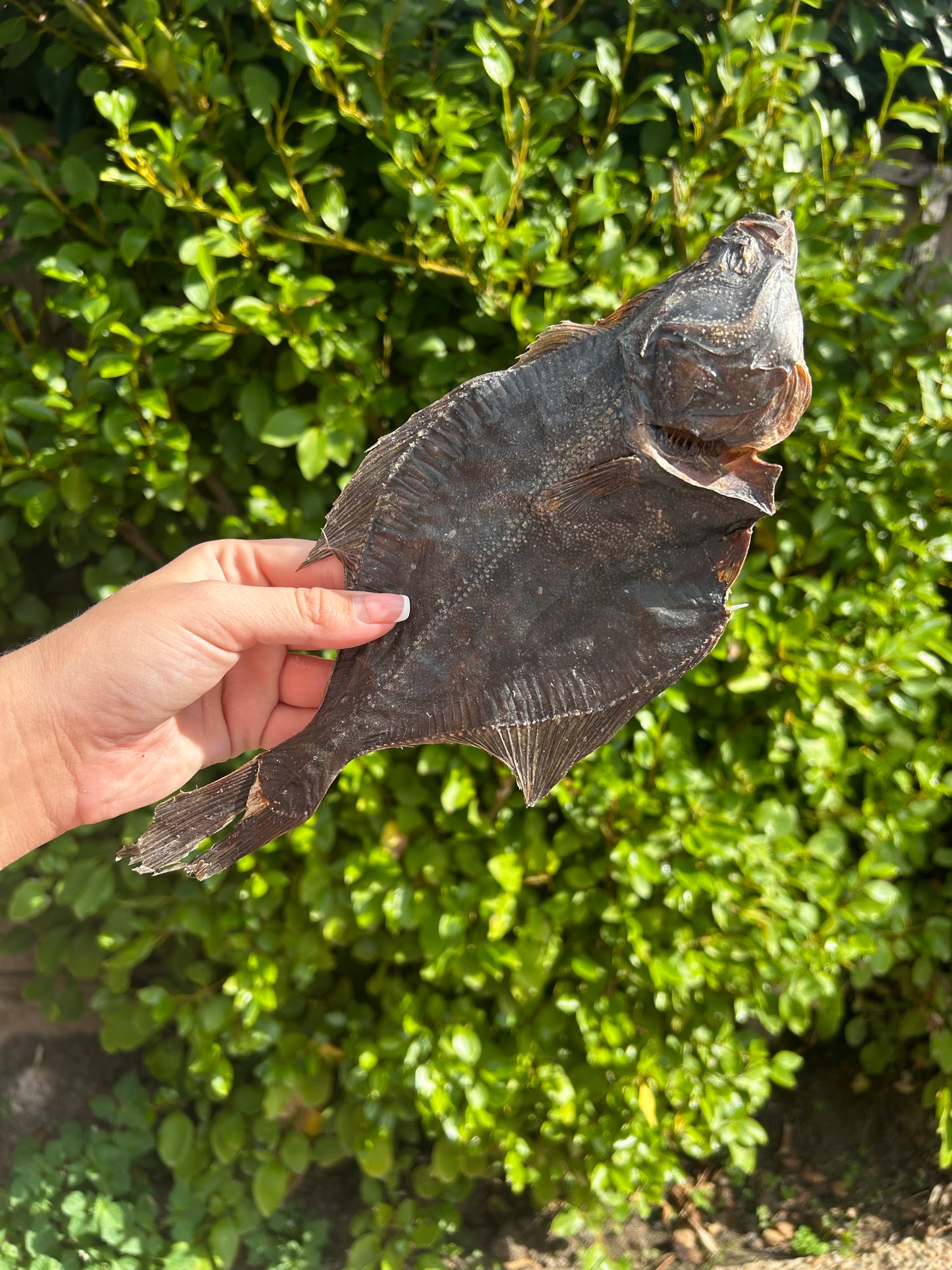 Flounder Fish