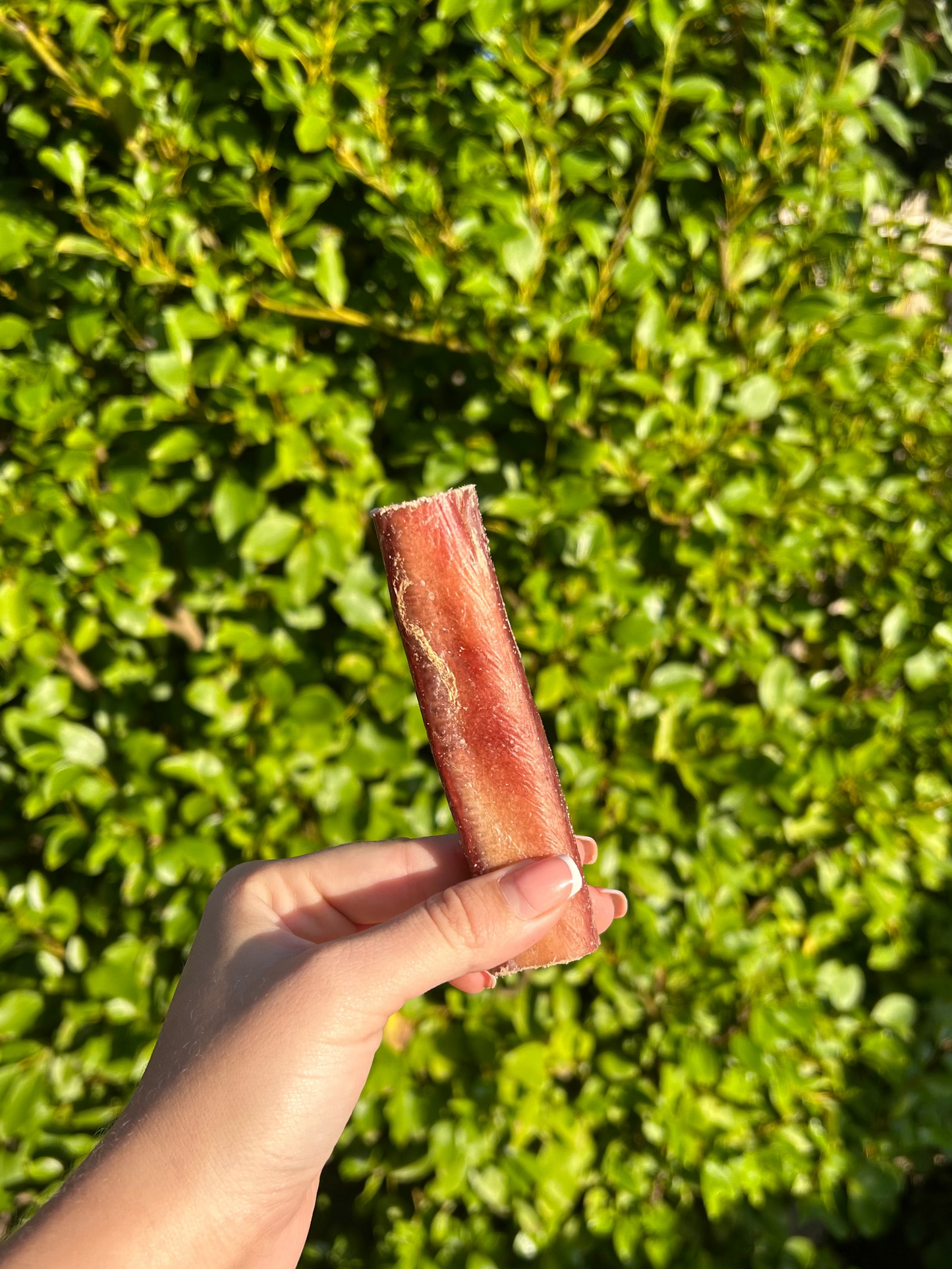 Bully Pizzle Stick