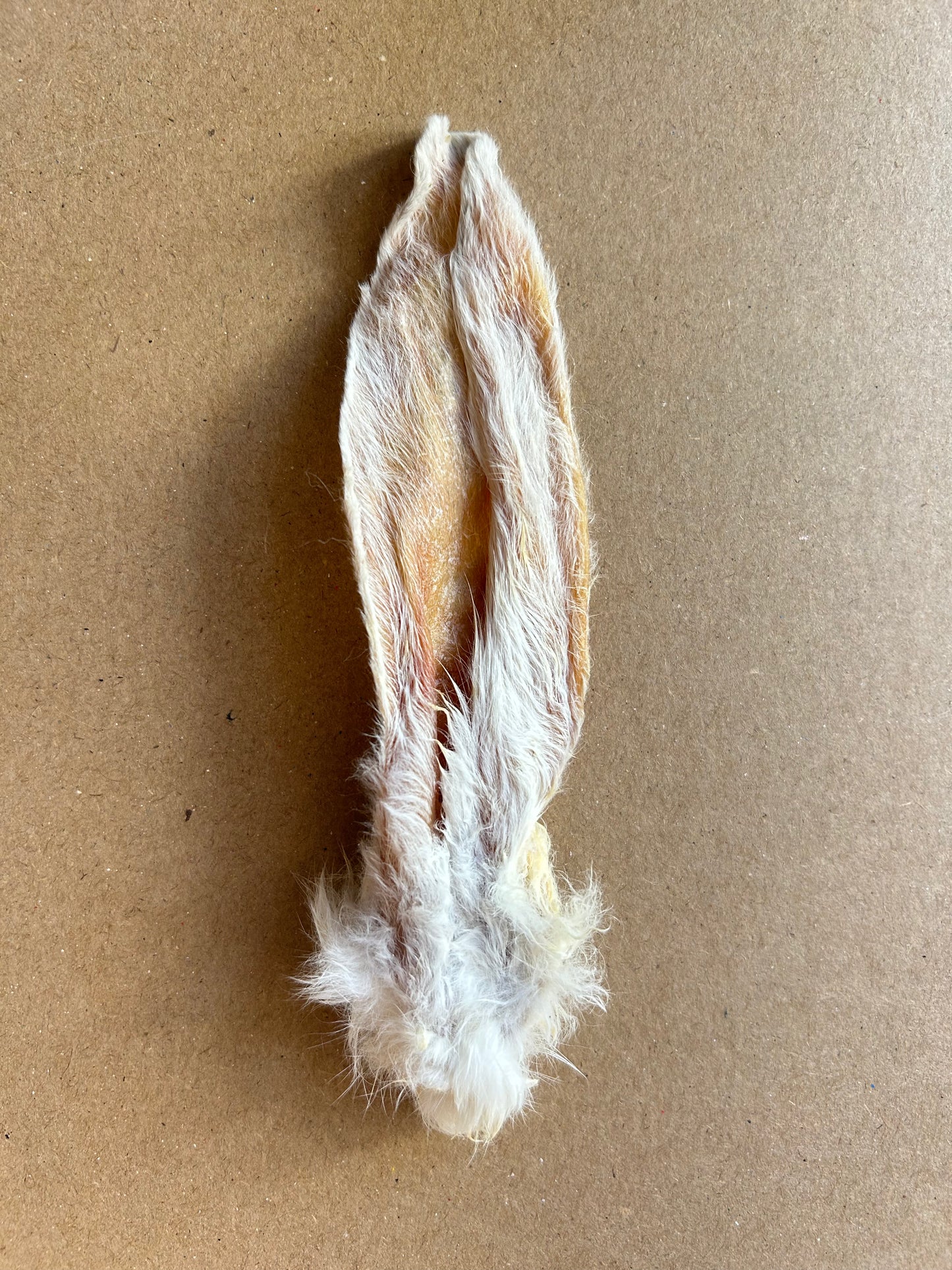 Hairy Rabbit Ears